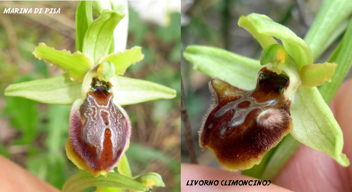 un'' Ophrys retrodunale da determinare